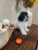 AKC Duke, a male Poodle - Toy  for sale in Greenville, SC – 4 of 6