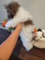 AKC Zues, a male Poodle - Toy  for sale in Greenville, SC – 5 of 5