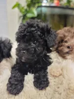 Suzie, a female Poodle - Toy  for sale in Greenville, SC – 1 of 3
