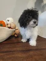 AKC Duke, a male Poodle - Toy  for sale in Greenville, SC – 3 of 6