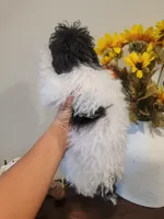 AKC Duke, a male Poodle - Toy  for sale in Greenville, SC – 6 of 6