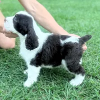 Preston, a male English Springer Spaniel for sale in Wilmer, AL – 3 of 8