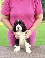 Roby, a male English Springer Spaniel for sale in Wilmer, AL – 2 of 7