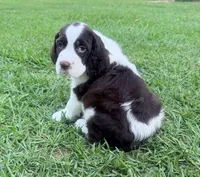 Preston, a male English Springer Spaniel for sale in Wilmer, AL – 6 of 8