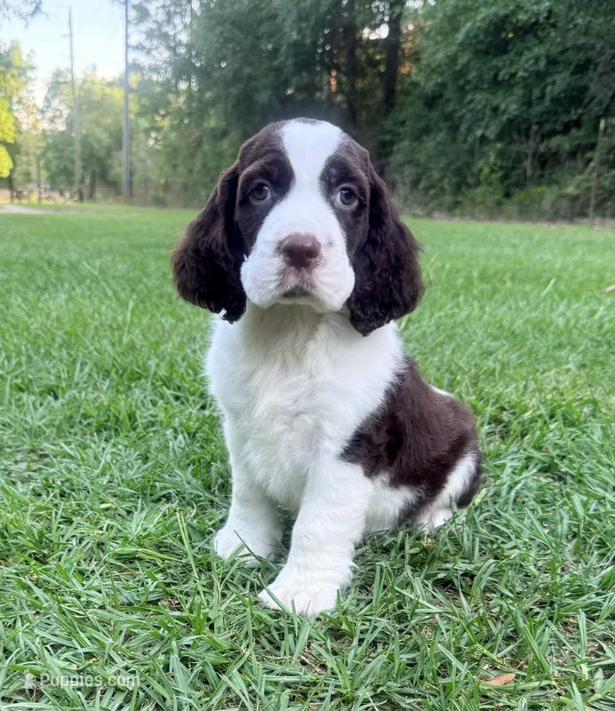Preston – English Springer Spaniel puppy for sale in Wilmer, AL