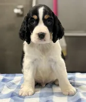 Sunny, a male English Springer Spaniel for sale in Wilmer, AL – 4 of 6