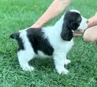 Preston, a male English Springer Spaniel for sale in Wilmer, AL – 2 of 8