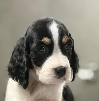 Sunny, a male English Springer Spaniel for sale in Wilmer, AL – 2 of 6