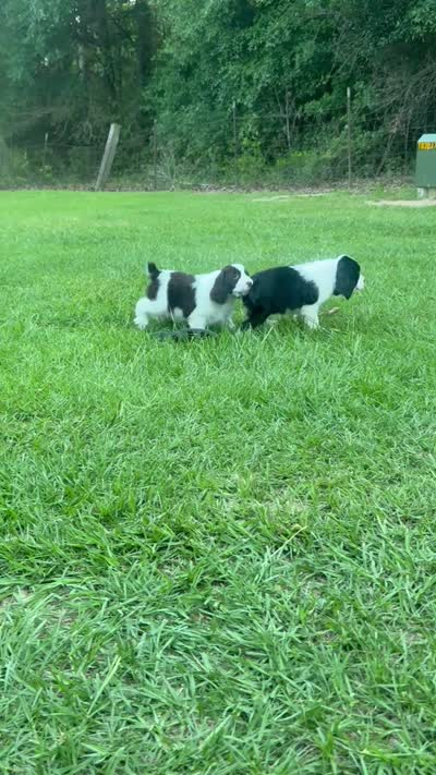 Preston, a male English Springer Spaniel for sale in Wilmer, AL – 8 of 8