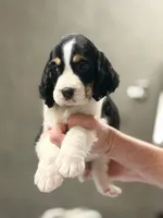 Sunny, a male English Springer Spaniel for sale in Wilmer, AL – 5 of 6