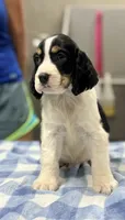 Sunny, a male English Springer Spaniel for sale in Wilmer, AL – 3 of 6