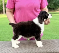 Roby, a male English Springer Spaniel for sale in Wilmer, AL – 4 of 7