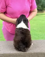 Roby, a male English Springer Spaniel for sale in Wilmer, AL – 5 of 7