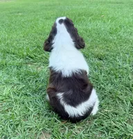 Preston, a male English Springer Spaniel for sale in Wilmer, AL – 5 of 8