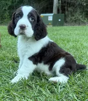Preston, a male English Springer Spaniel for sale in Wilmer, AL – 4 of 8