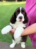 Roby, a male English Springer Spaniel for sale in Wilmer, AL – 6 of 7