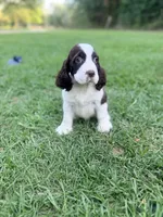 Preston, a male English Springer Spaniel for sale in Wilmer, AL – 7 of 8