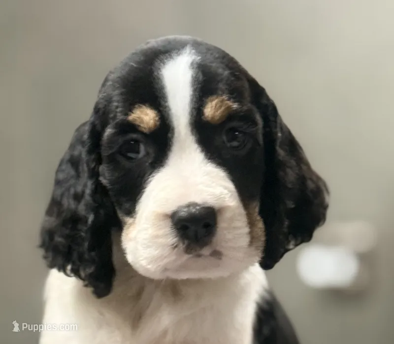Sunny, a male English Springer Spaniel for sale in Wilmer, AL – 1 of 6