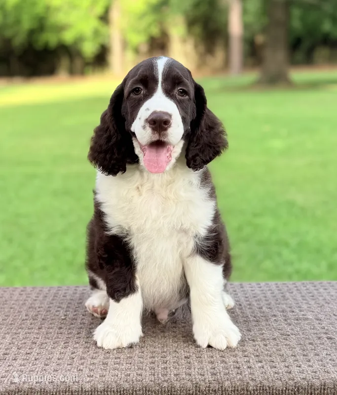 Roby – English Springer Spaniel puppy for sale in Wilmer, AL