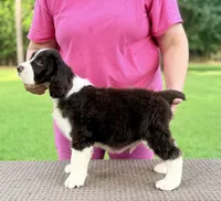 Roby, a male English Springer Spaniel for sale in Wilmer, AL – 3 of 7
