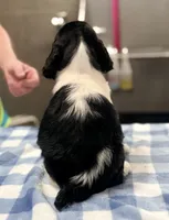 Sunny, a male English Springer Spaniel for sale in Wilmer, AL – 6 of 6