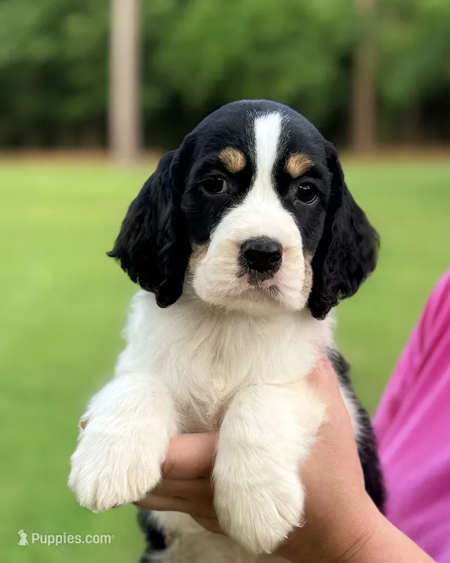 Sunny – English Springer Spaniel puppy for sale in Wilmer, AL
