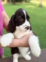 Roby, a male English Springer Spaniel for sale in Wilmer, AL – 7 of 7