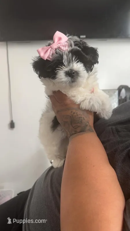 Bella – Bichon Frise, Maltipoo puppy for sale in Elgin, IL