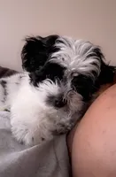 Bella, a female Bichon Frise and Maltipoo for sale in Elgin, IL – 3 of 4