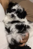 Bella, a female Bichon Frise and Maltipoo for sale in Elgin, IL – 2 of 4