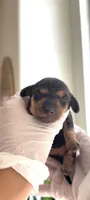 Female ( black) 1,000, a female Miniature Dachshund for sale in Temecula, CA – 1 of 2