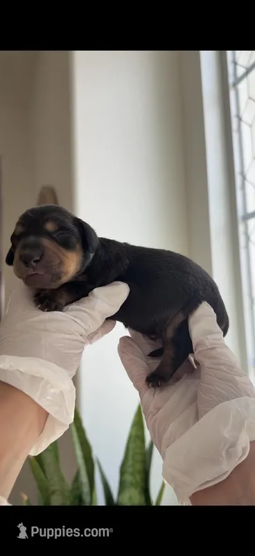 Boy 1  – Miniature Dachshund puppy for sale in Temecula, CA