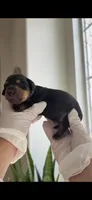 Boy 1 , a male Miniature Dachshund for sale in Temecula, CA – 1 of 1