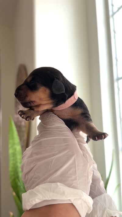 Female ( black) 1,000, a female Miniature Dachshund for sale in Temecula, CA – 2 of 2