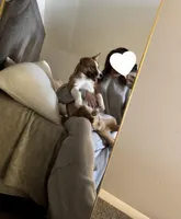 Chloe, a female Pembroke Welsh Corgi for sale in Woodbridge Township, NJ – Photo 2 of 2