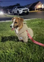Chloe, a female Pembroke Welsh Corgi for sale in Woodbridge Township, NJ – Photo 1 of 2