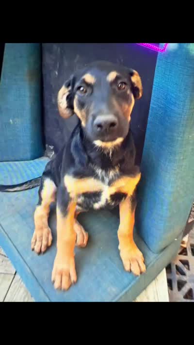 Wiggles , a female German Shepherd Dog for sale in Portland, OR – 9 of 10