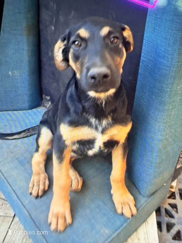 No name – Doberman Pinscher puppy for sale in Portland, OR