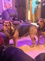 Wiggles , a female German Shepherd Dog for sale in Portland, OR – 6 of 10