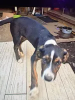 No name , a male Doberman Pinscher for sale in Portland, OR – 1 of 4