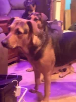 Wiggles , a female German Shepherd Dog for sale in Portland, OR – 5 of 10