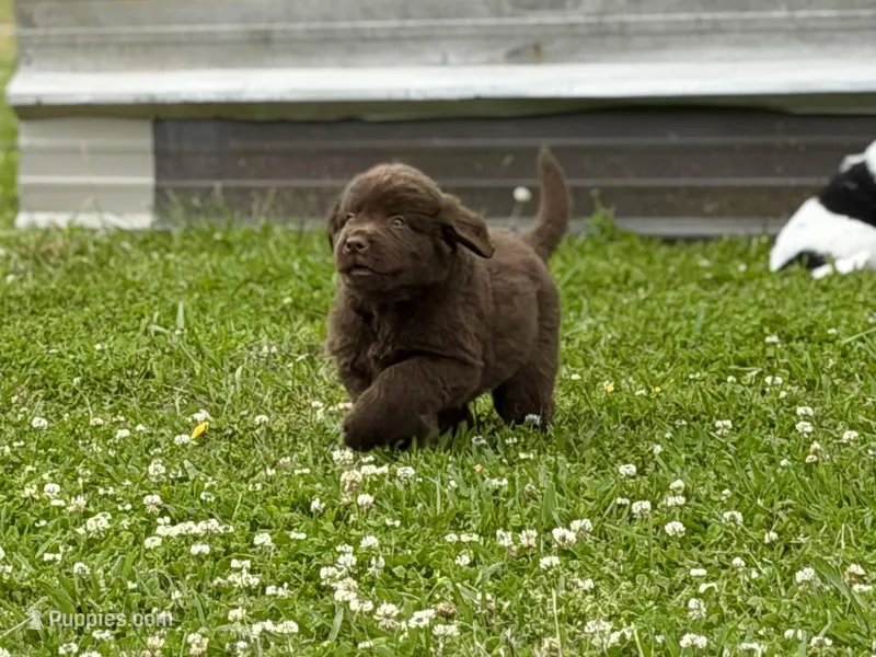 brown boy – Newfoundland puppy for sale in Bradyville, TN