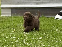 brown boy, a male Newfoundland for sale in Bradyville, TN – 3 of 4