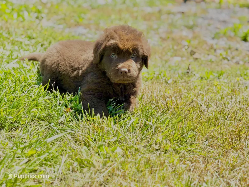 brown boy – Newfoundland puppy for sale in Bradyville, TN