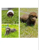 gray girl, a female Newfoundland for sale in Bradyville, TN – 4 of 4