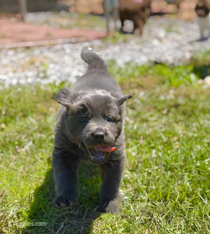 gray girl – Newfoundland puppy for sale in Bradyville, TN