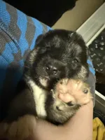 Red pup, a female Siberian Husky for sale in Chetek, WI – Photo 2 of 3