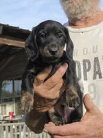 Rosco, a male Miniature Dachshund for sale in Seymour, MO – 1 of 2
