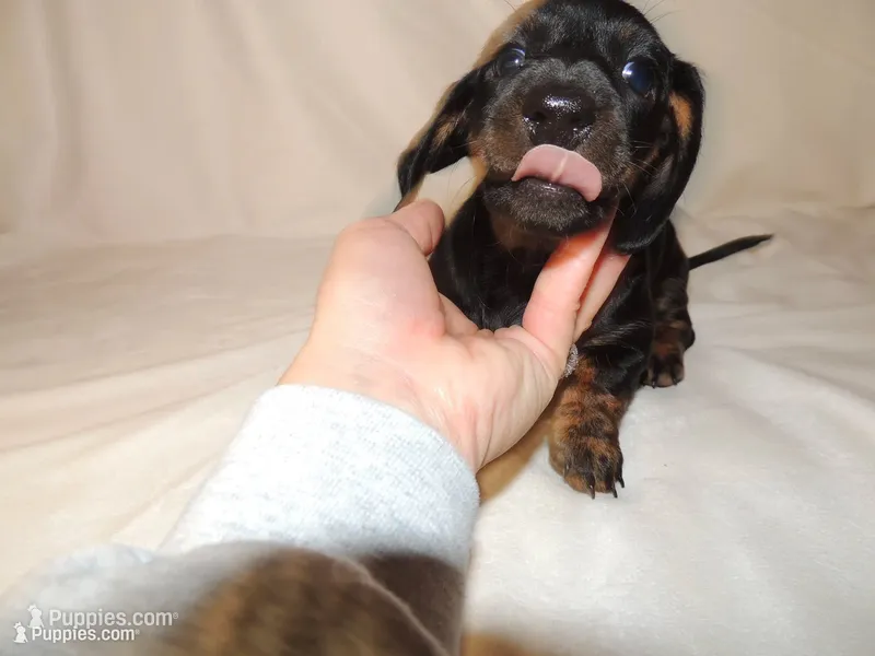 Rosie – Miniature Dachshund puppy for sale in Seymour, MO