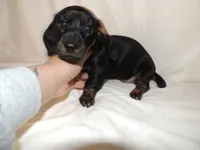 Rosie, a female Miniature Dachshund for sale in Seymour, MO – 2 of 4